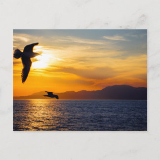 Carte Postale Mouettes sur le golfe Saronique, Grèce