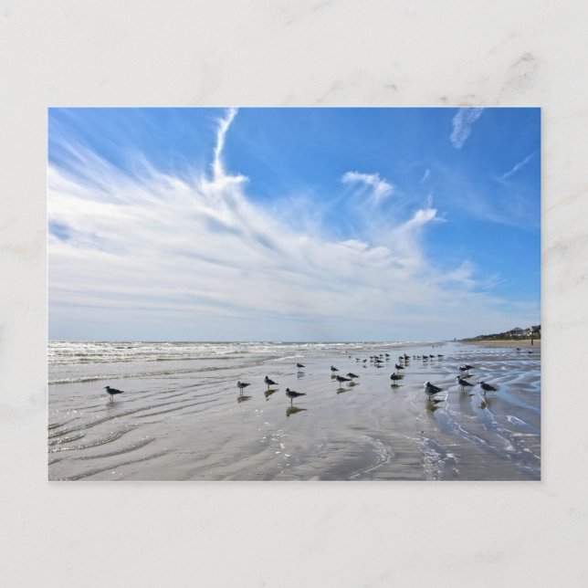 Carte Postale Mouettes sur une plage de Galveston Island, Texas (Devant)
