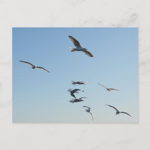 Carte Postale Mouettes volantes
