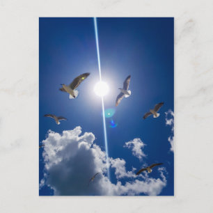 Carte Postale Mouettes volantes Ciel nuages Soleil