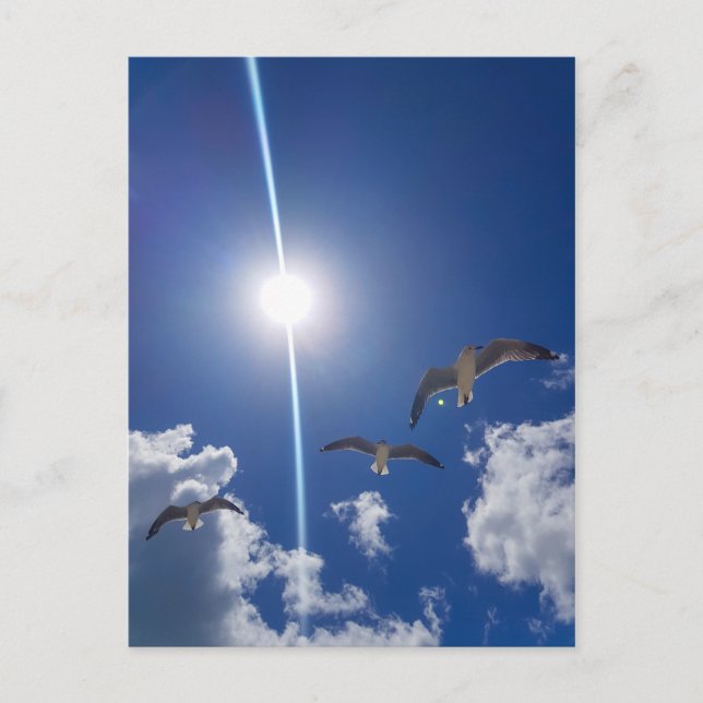 Carte Postale Mouettes volantes Ciel nuages Soleil (Devant)
