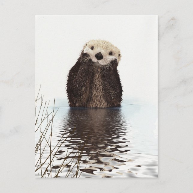 Carte Postale Moufle de Fluffy adorable mignonne animal (Devant)