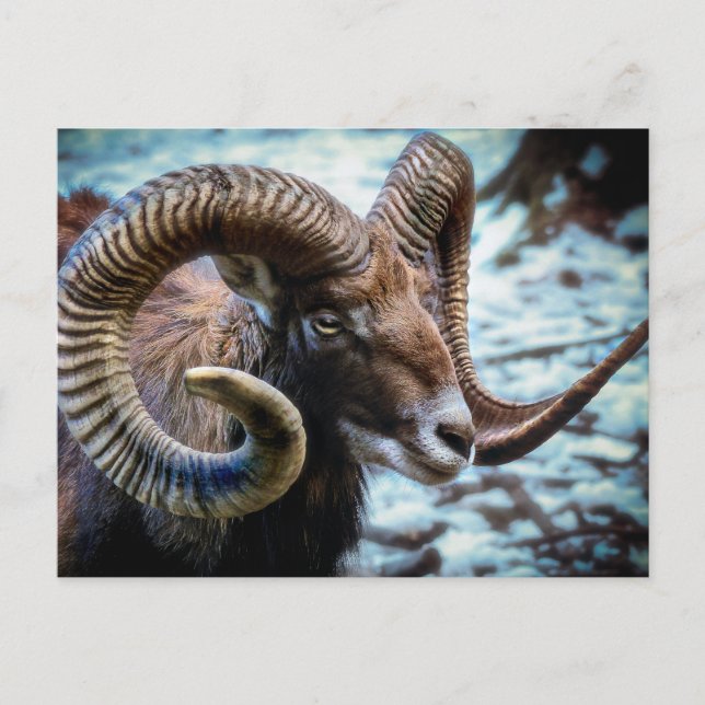 Carte Postale Mouflon (Devant)