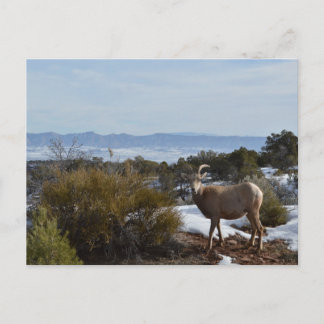 Carte Postale mouflon