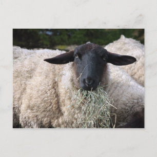 Carte Postale Mouflon affamé