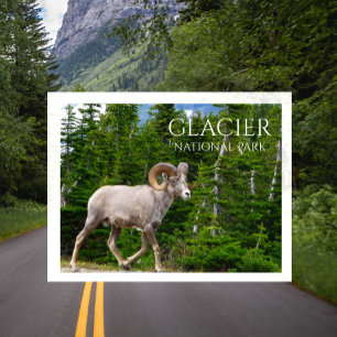 Carte Postale Mouflon d'Amérique, Parc national de Glacier, Mont