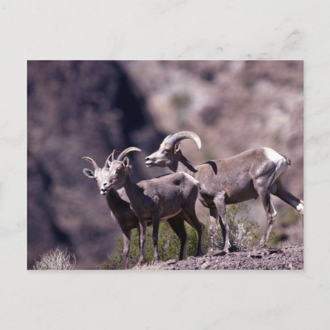 Carte Postale Mouflon du désert (Petit groupe) (Devant)