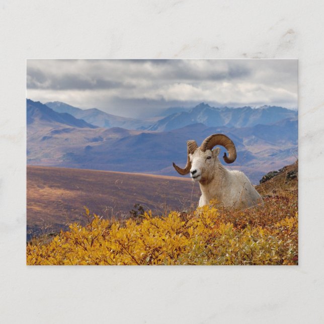 Carte Postale mouflons, Ovis dalli, bélier (Devant)