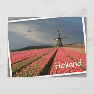 Carte Postale Moulin à vent avec tulipes roses au printemps