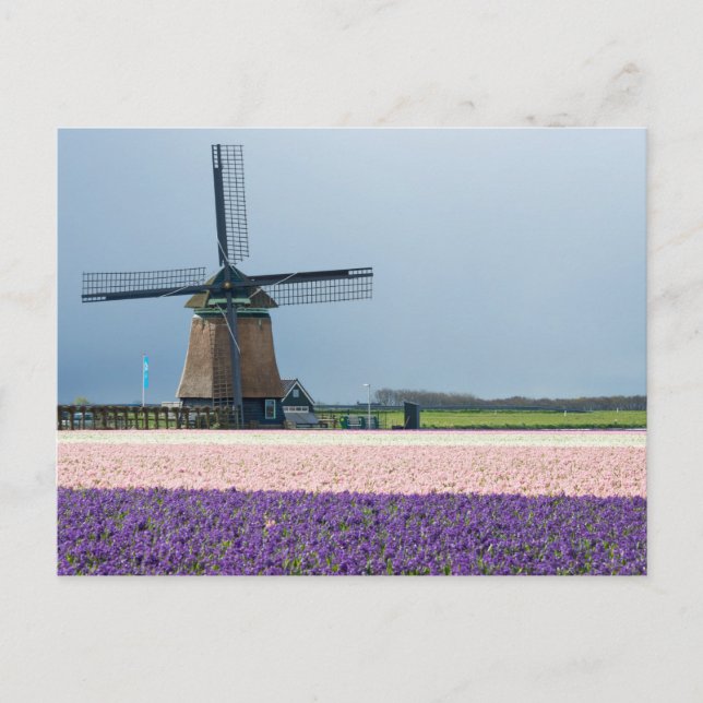 Carte Postale Moulin à vent traditionnel aux fleurs roses et vio (Devant)