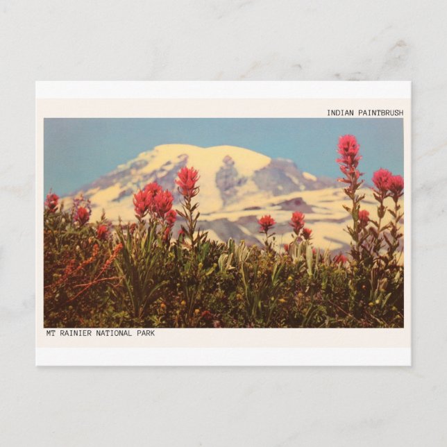 Carte postale Mount Rainier Indian Paintbrush (Devant)