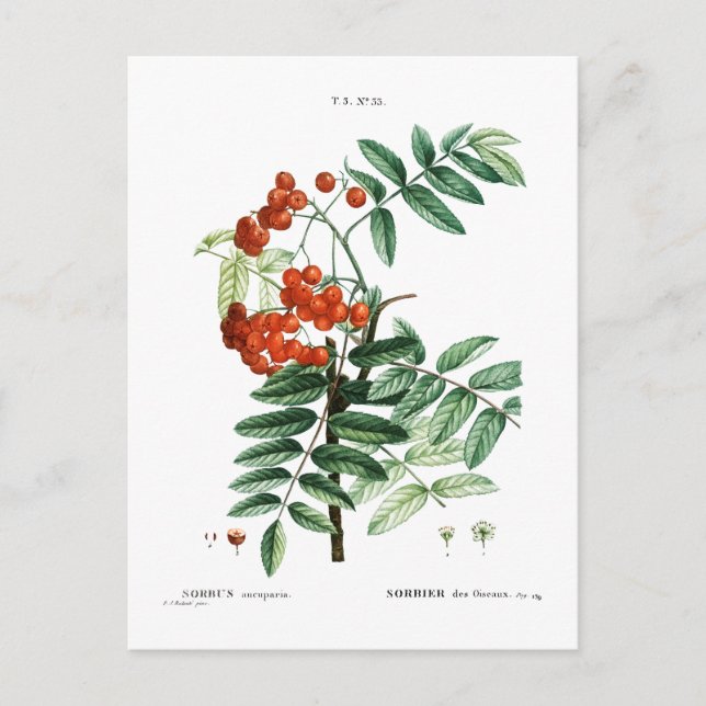 CARTE POSTALE MOUNTAIN ASH BOTANICAL POSTCARD (Devant)