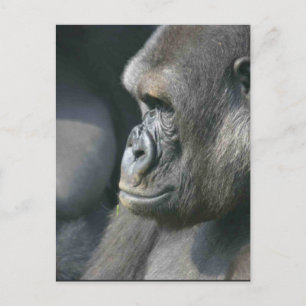 Carte postale Mountain Gorilla