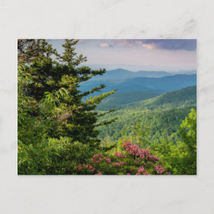 Carte Postale Mountain Laurel