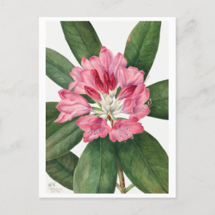 Carte Postale Mountain Rose Bay Rhododendron Vintage