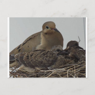 Carte Postale Mourning Dove Family