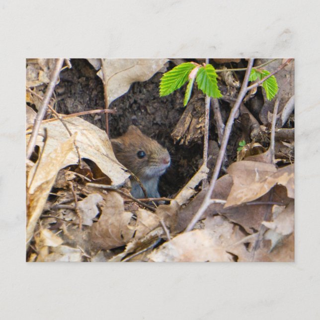 Carte Postale Mouse (Devant)