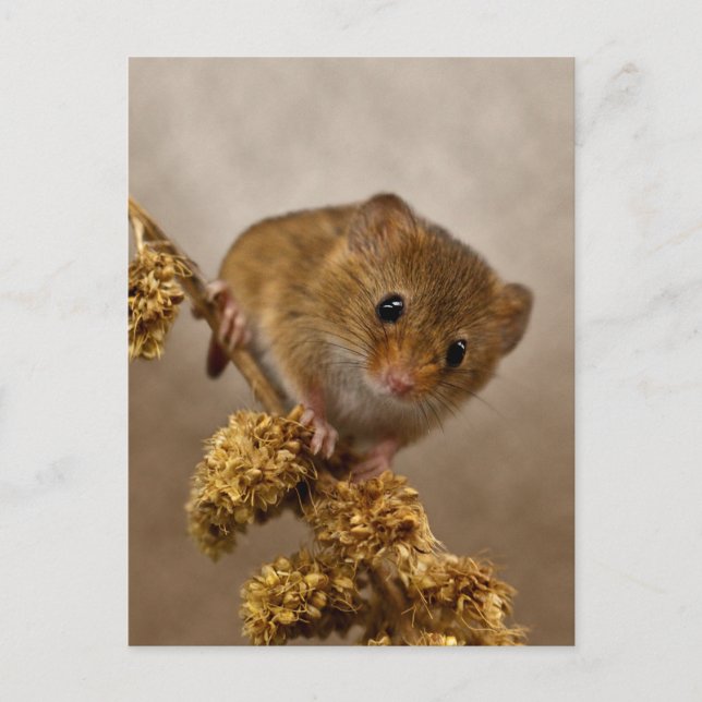 Carte postale Mousie (Devant)