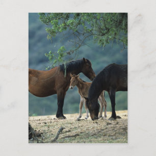 Carte Postale Moustang sauvage Mare & Foie