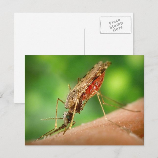 Carte postale Moustique plein de sang (Devant / Derrière)
