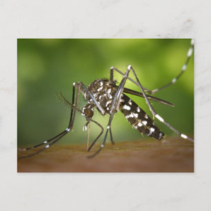Carte Postale Moustique tigre