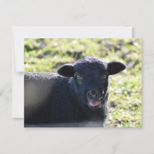 Carte Postale Mouton