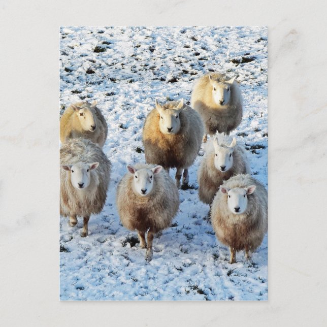 Carte Postale Mouton (Devant)
