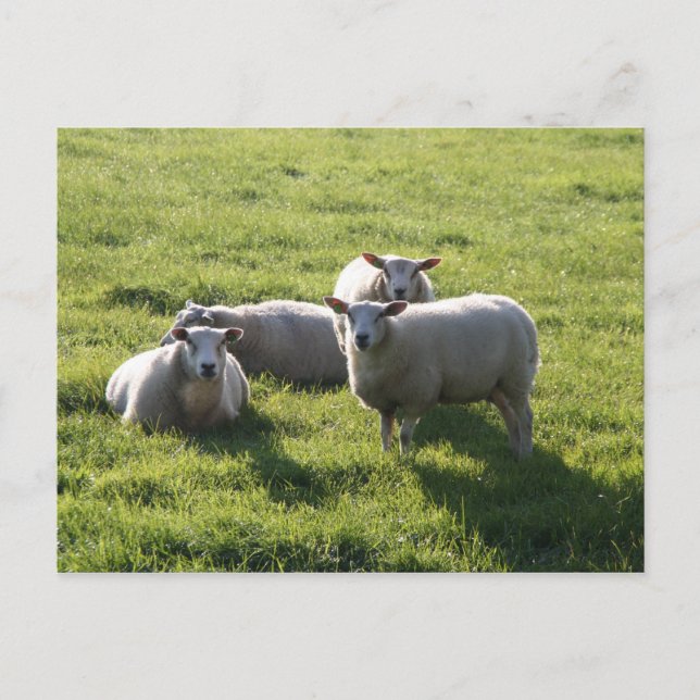 Carte Postale Mouton (Devant)