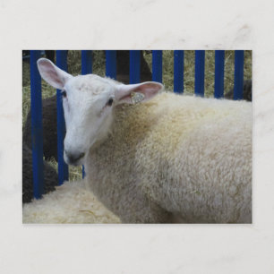 Carte Postale Mouton