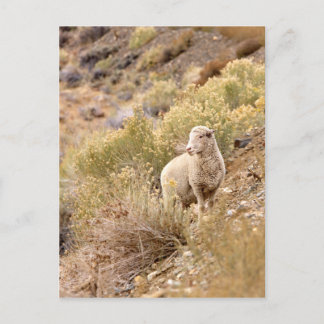 Carte Postale Mouton