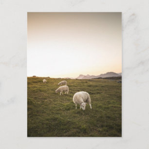Carte Postale Mouton