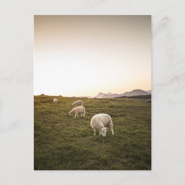 Carte Postale Mouton (Devant)