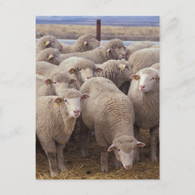 Carte Postale Mouton (Devant)