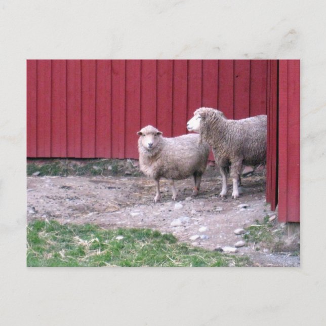 Carte Postale Mouton (Devant)