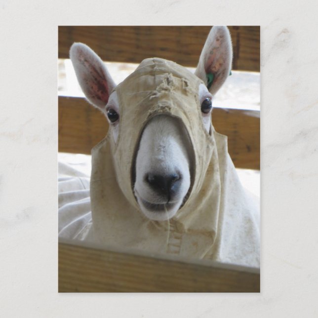 Carte Postale Mouton à capuchon 1 (Devant)