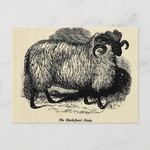 Carte Postale Mouton à face noire