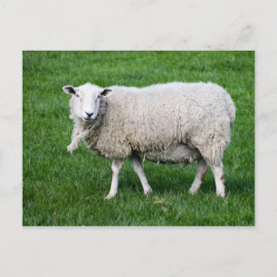 Carte Postale Mouton adulte