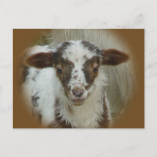 Carte Postale Mouton - Agneau Brown tacheté