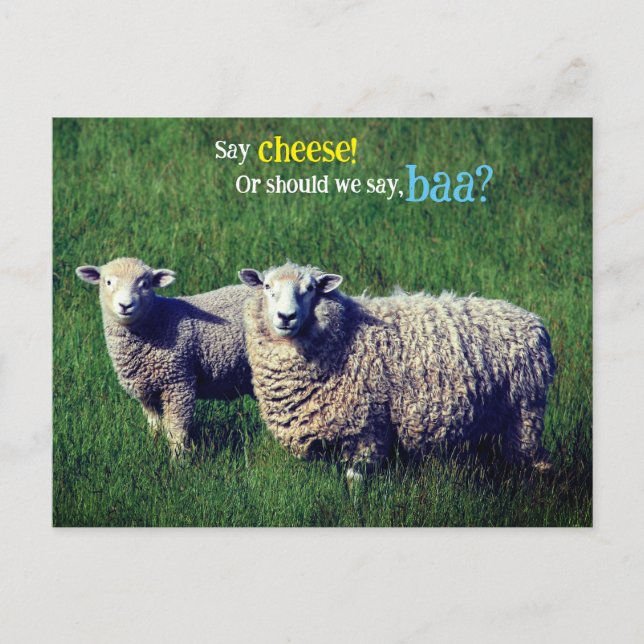 Carte Postale Mouton avec agneau dans prairie herbeuse (Devant)
