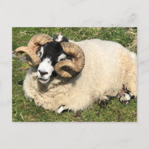 Carte Postale Mouton avec cornes bouclés. Île d'Islay, Écosse