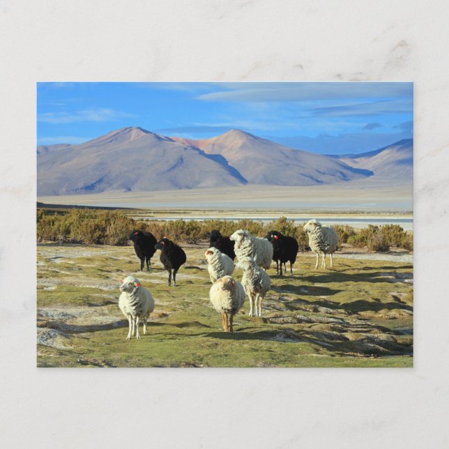 Carte Postale mouton chilien (Devant)