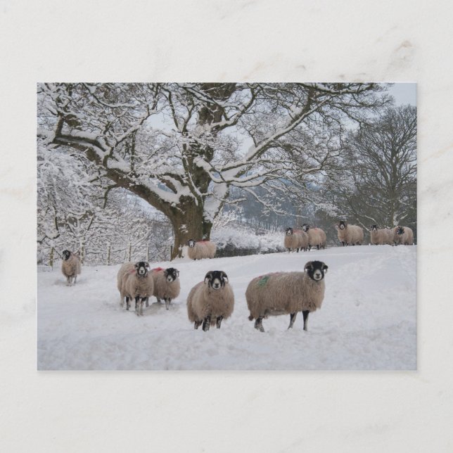 Carte Postale Mouton dans la neige (Devant)
