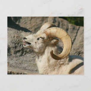 Carte Postale Mouton de Bighorn riant
