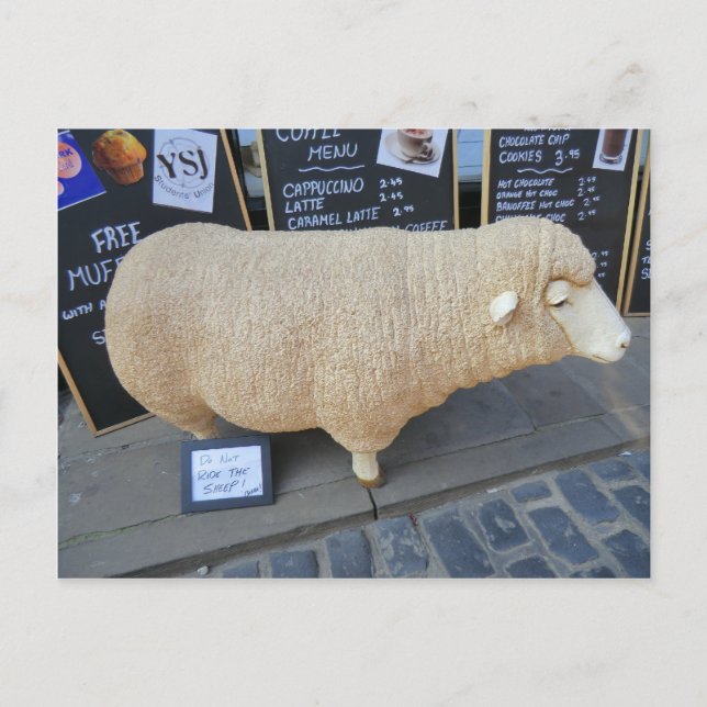 Carte Postale Mouton de rue (Devant)