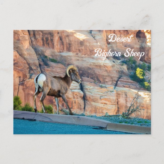 Carte Postale Mouton du désert de Bighorn (Devant)