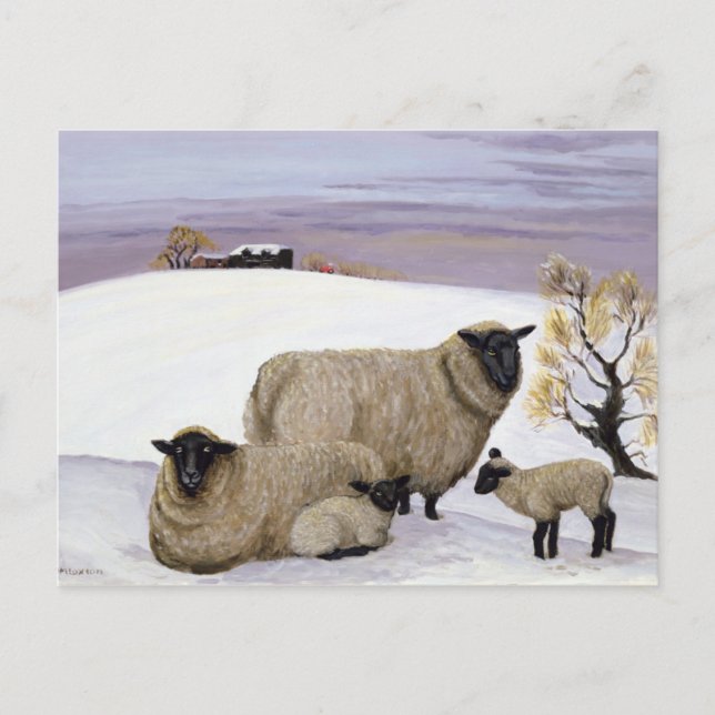 Carte Postale Mouton en hiver (Devant)