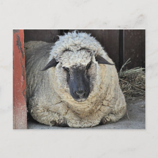 Carte Postale Mouton endormi