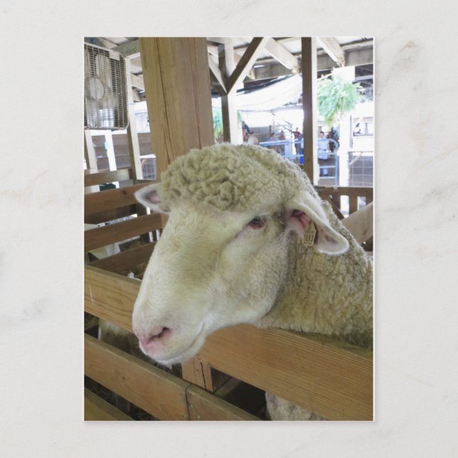 Carte Postale Mouton laineux (Devant)