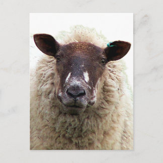 CARTE POSTALE MOUTON MIGNON