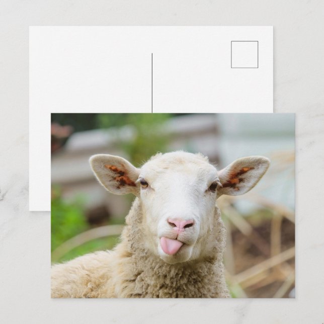 Carte Postale Mouton montrer langue (Devant / Derrière)